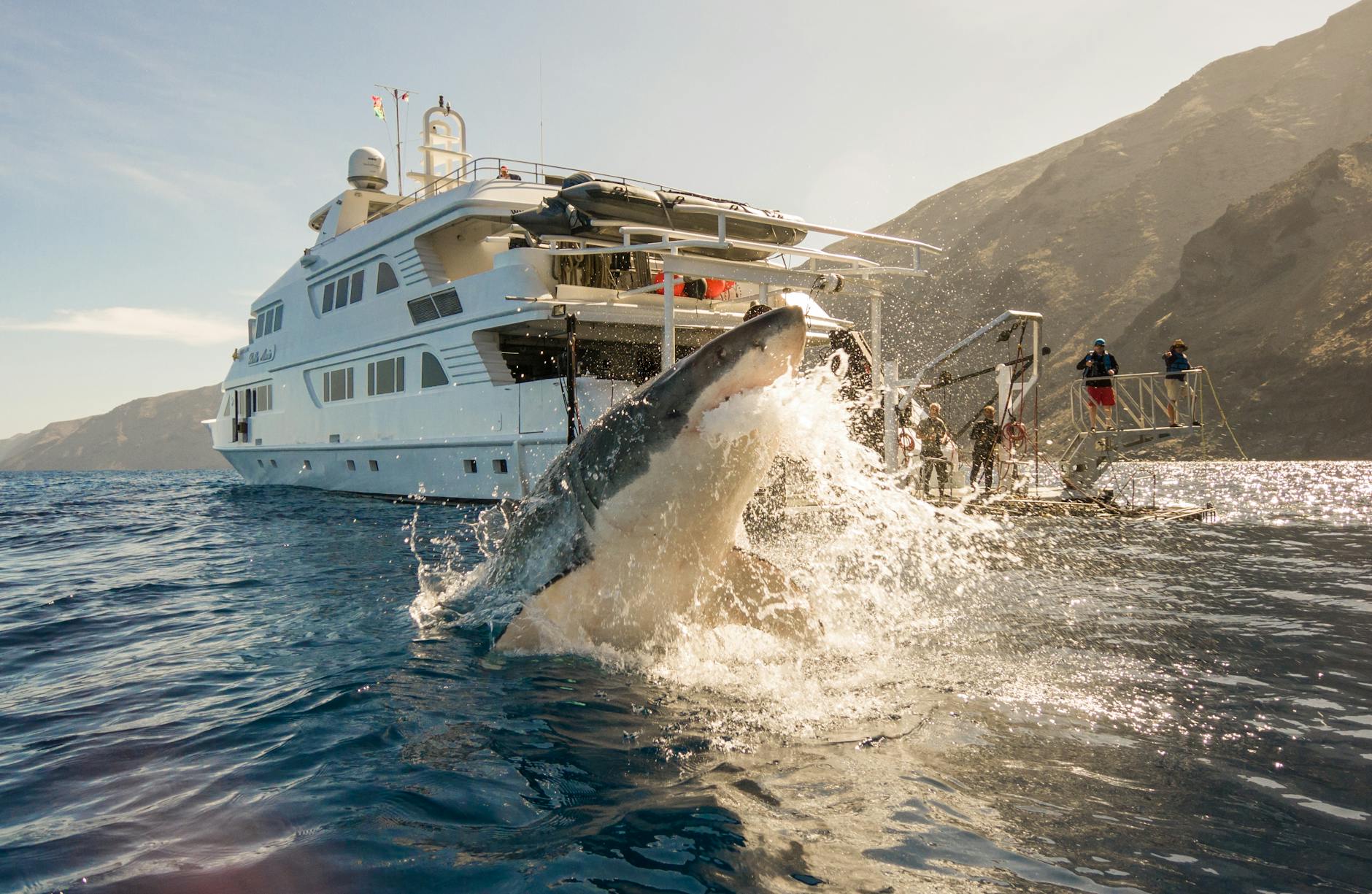people in white ship on sea looking at a shark